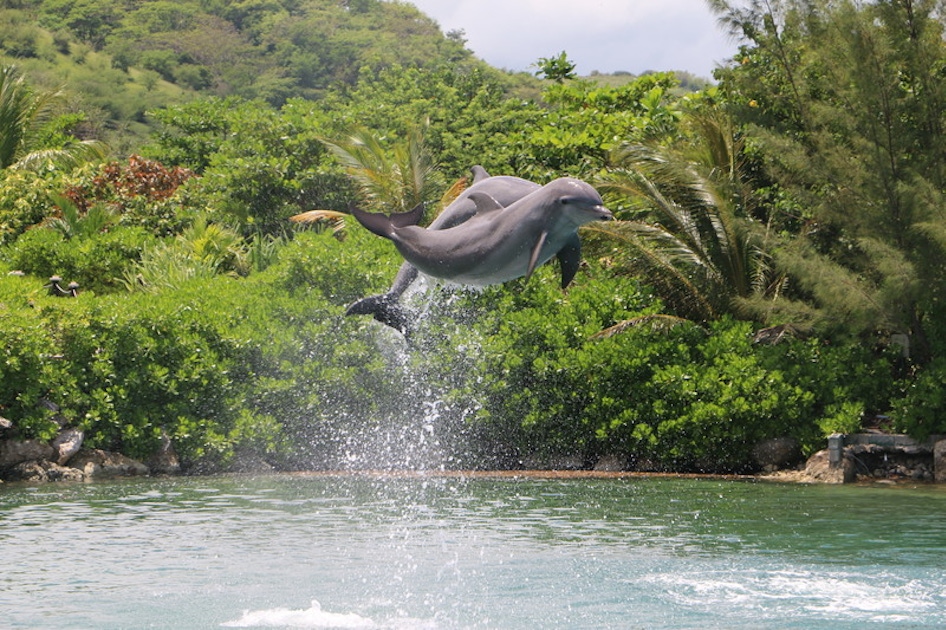 Dolphin Cove Gold Lucea musement