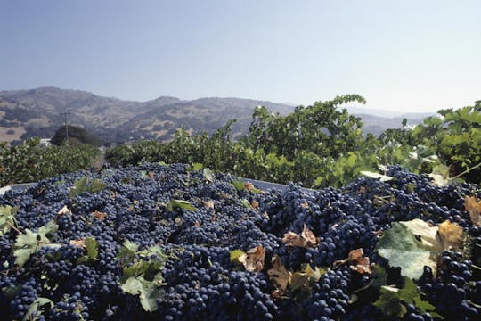 Tour del vino de Sonoma y Napa Valley desde San Francisco