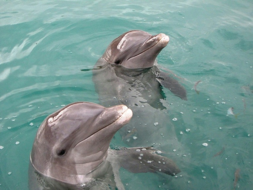 Dolphin Cove Gold - Ocho Rios | musement