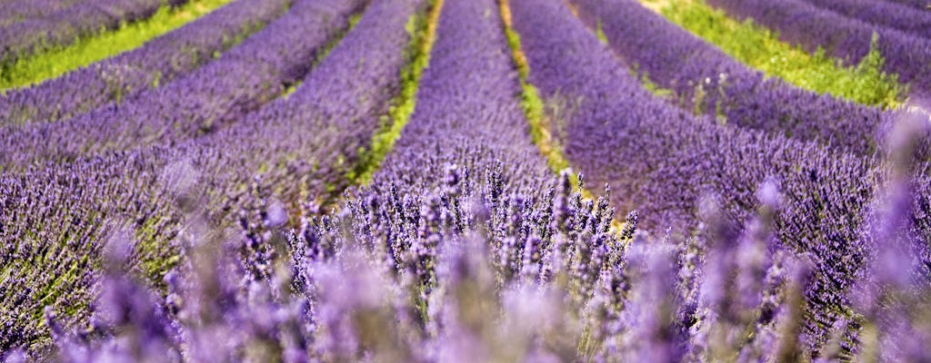 Passeio de lavanda no planalto de Valensole e região de Luberon