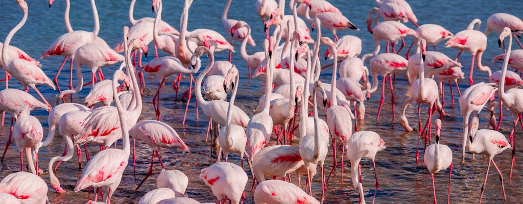 Descubre los bellos paisajes de camargue.