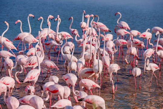 Découvrez les magnifiques paysages de Camargue - Avignon - 