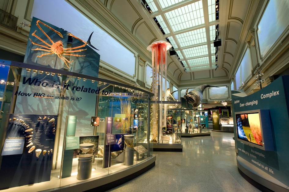 IS THE SMITHSONIAN NATIONAL MUSEUM OF NATURAL HISTORY FREE intelligence overview
