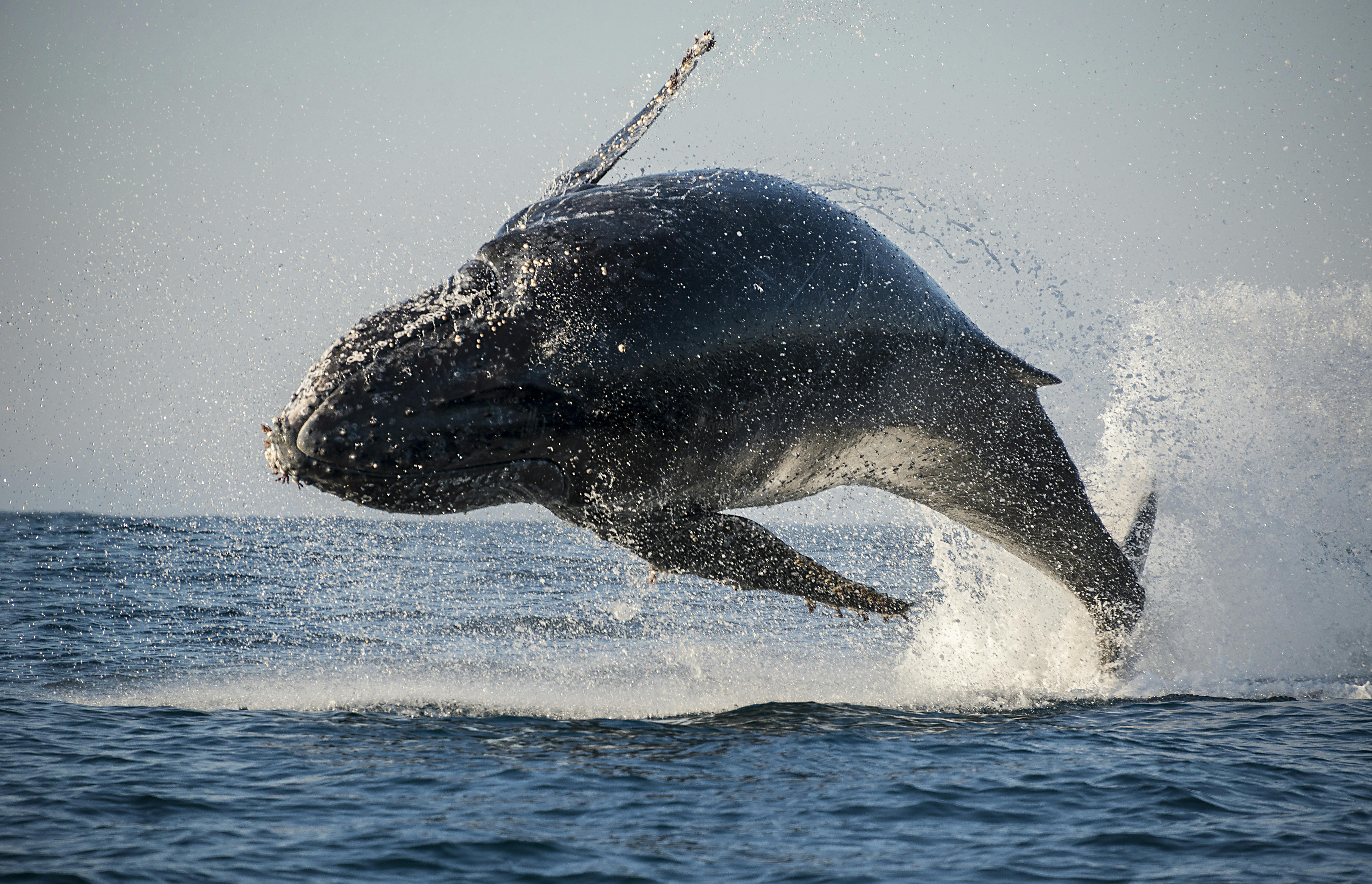 San Diego Sommer Wal- und Delfinbeobachtungsabenteuer