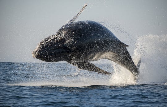 San Diego summer whale and dolphin watching adventure