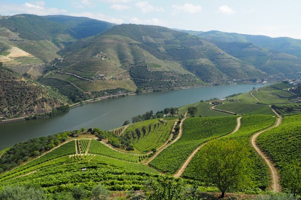 Experiência de vinho premium no Vale do Douro