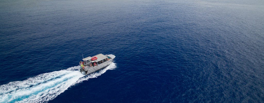 Cruzeiro de catamarã com observação de golfinhos, mergulho com snorkel e almoço