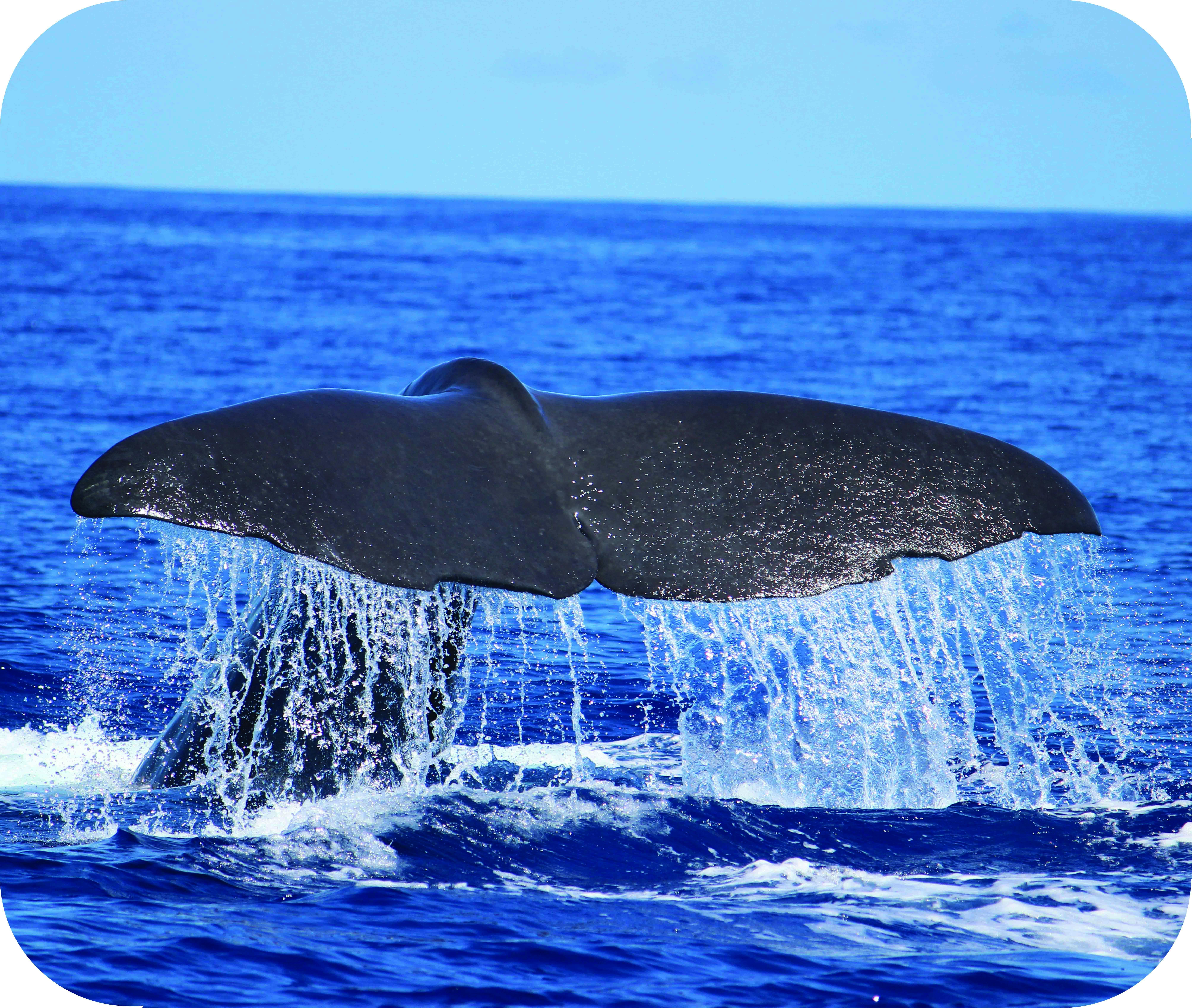 H2o Madeira - passeio de observação de baleias e golfinhos
