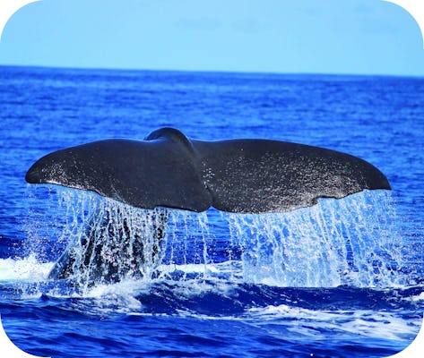 H2o Madeira - whale and dolphin watching tour