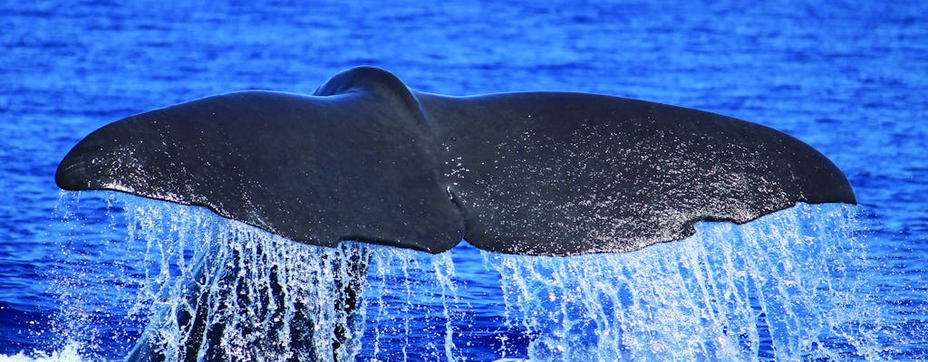 H2o Madeira - tour de avistamiento de ballenas y delfines