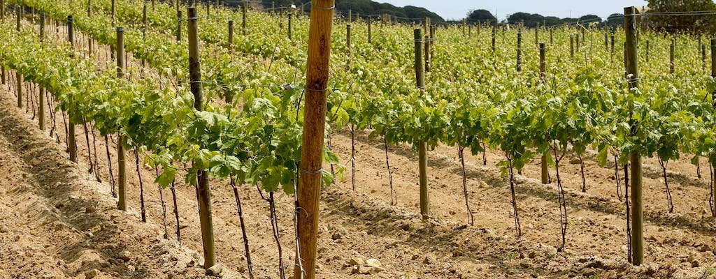 Expérience de petit-déjeuner dans une cave et visite des vignobles de Barcelone