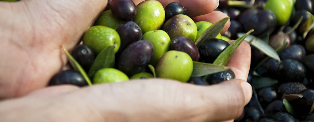 Tour privado de cata de aceite desde Barcelona.