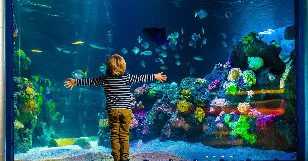Tickets für AquaDom & SEA LIFE Berlin | musement