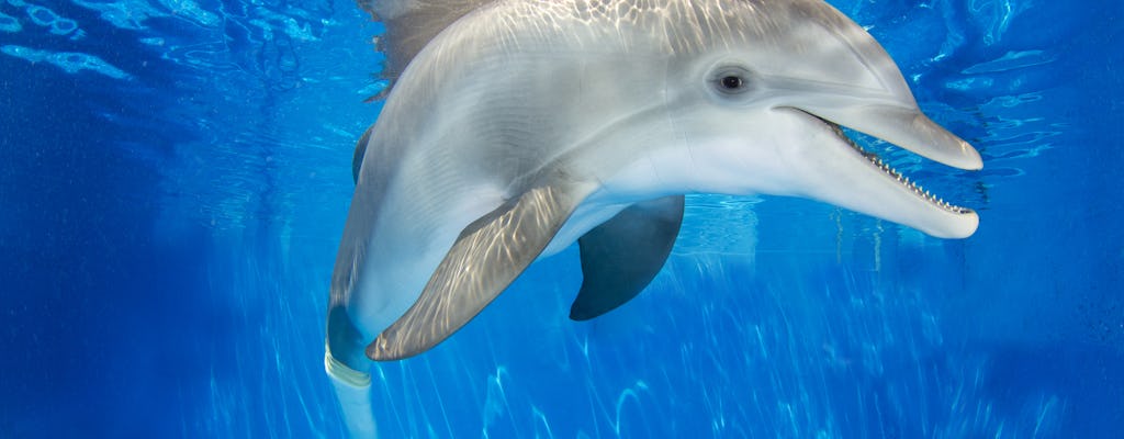 Tickets to Clearwater Marine Aquarium