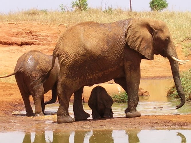 Ngutuni and Salt Lick two-day safari