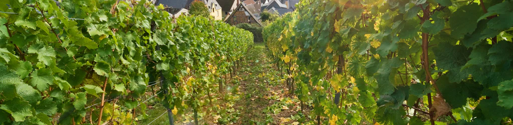 Things to do in Rüdesheim am Rhein