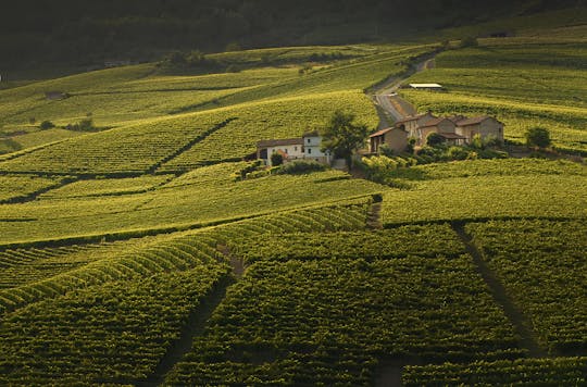 Private Barolo wine tasting with lunch or dinner at Palás Cerequio Relais