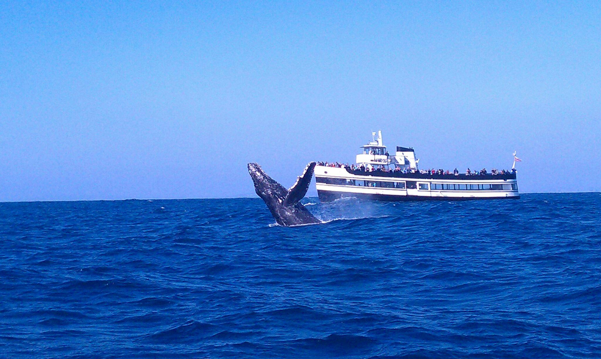 Observação garantida de baleias em San Diego