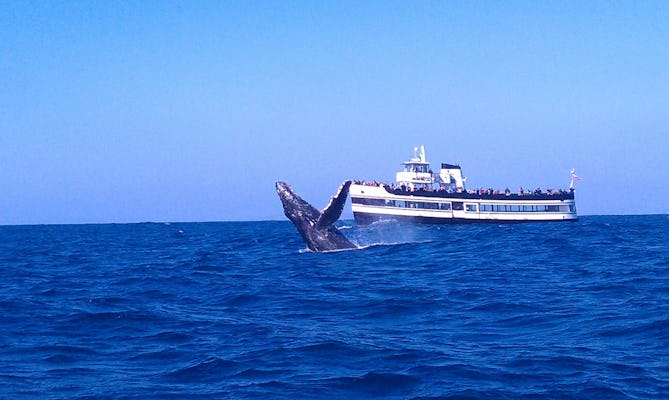 Guaranteed Whale Watching in San Diego