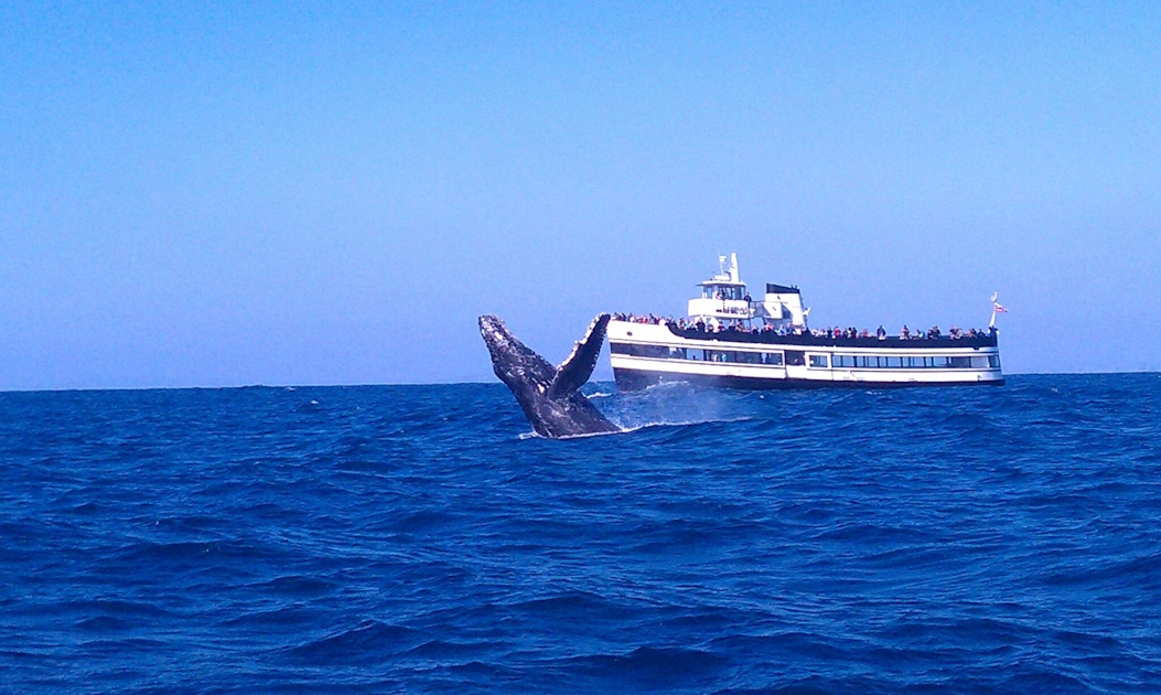 San Diego whale watching tour | musement