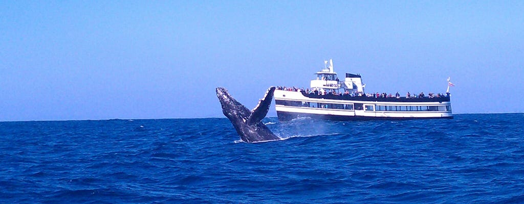 Observação de Baleias com o Aquário de Bétulas