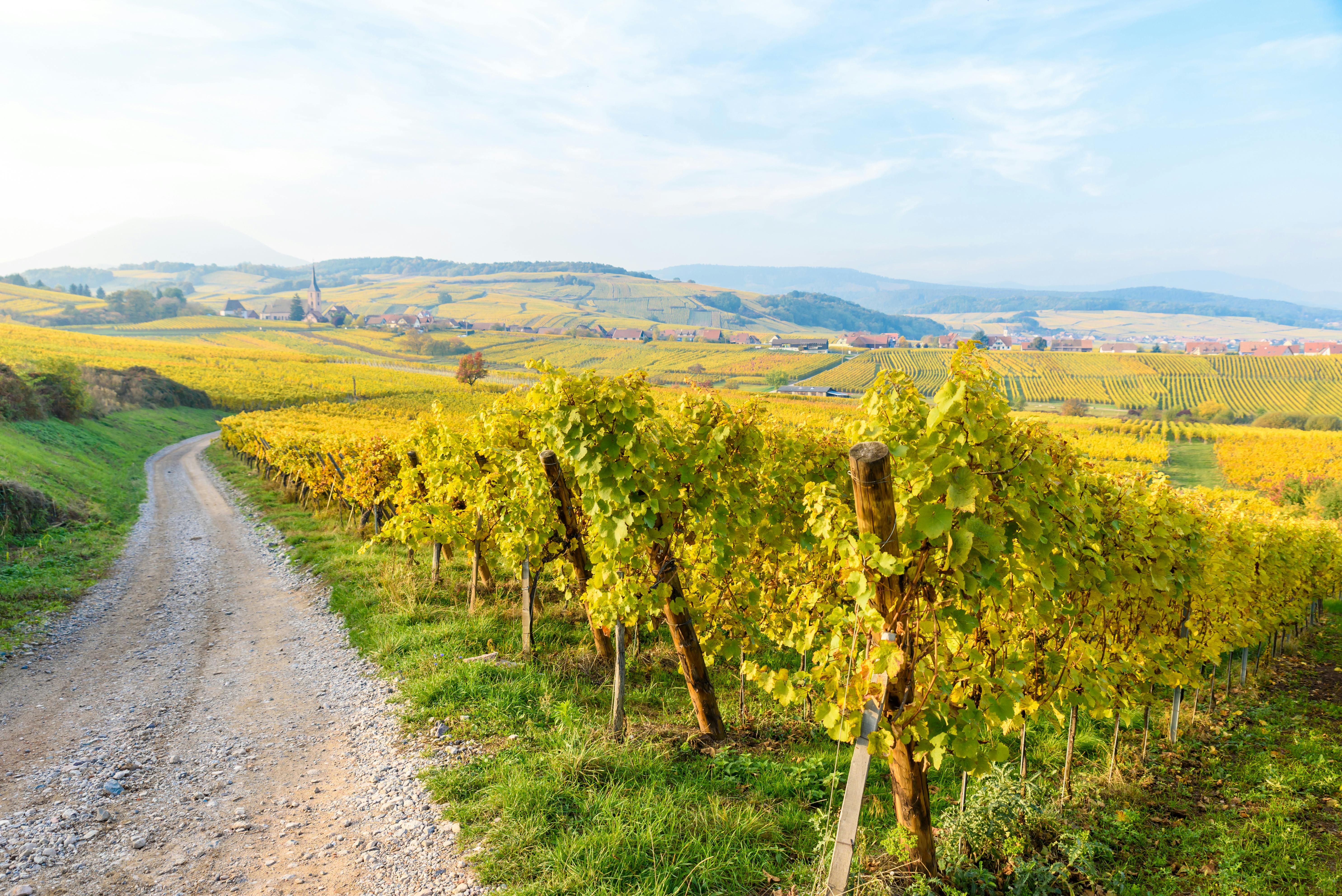 Halbtägige gemeinsame Weintour durch das Elsass ab Straßburg