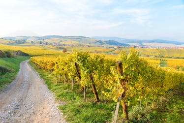 Alsace half-day shared wine tour from Strasbourg