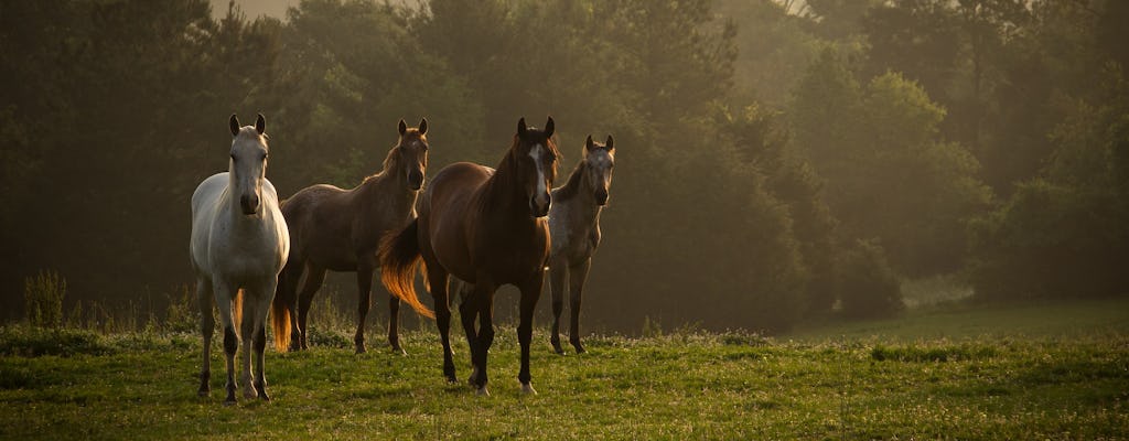 Paardrijden in het dorp Kosovo