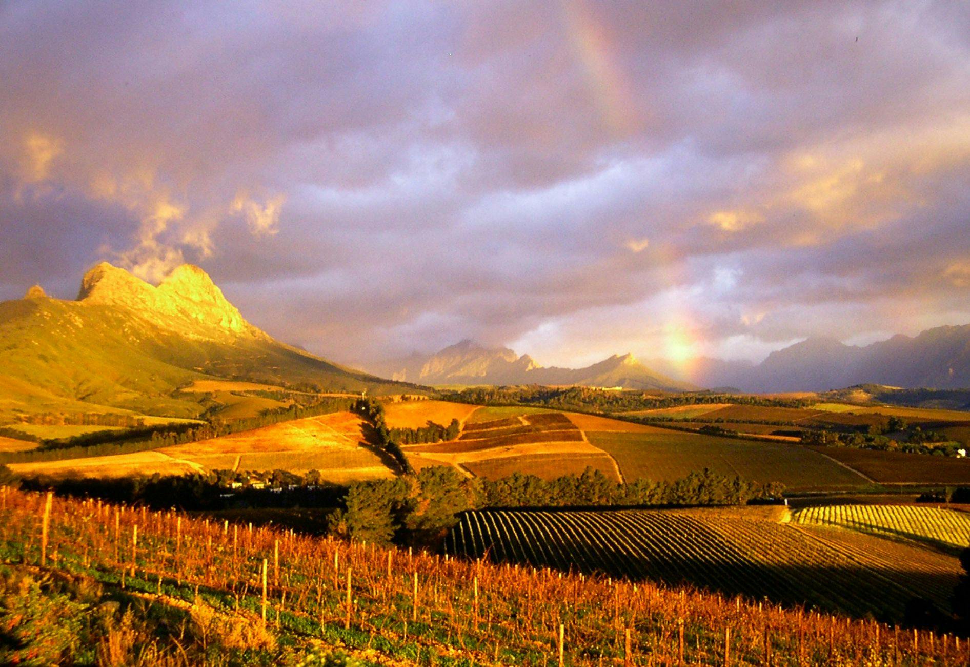 Cape Winelands full day tour Musement