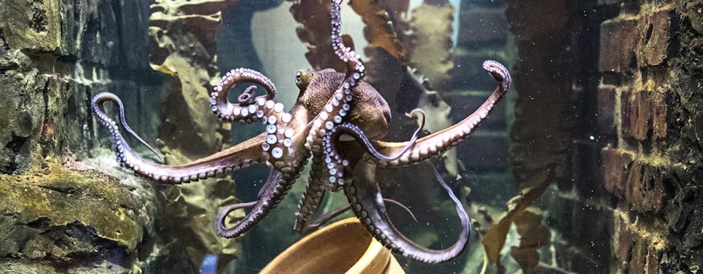 Sea Life Konigswinter Tickets Musement