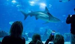 Bilet wstępu do oceanarium w Lizbonie