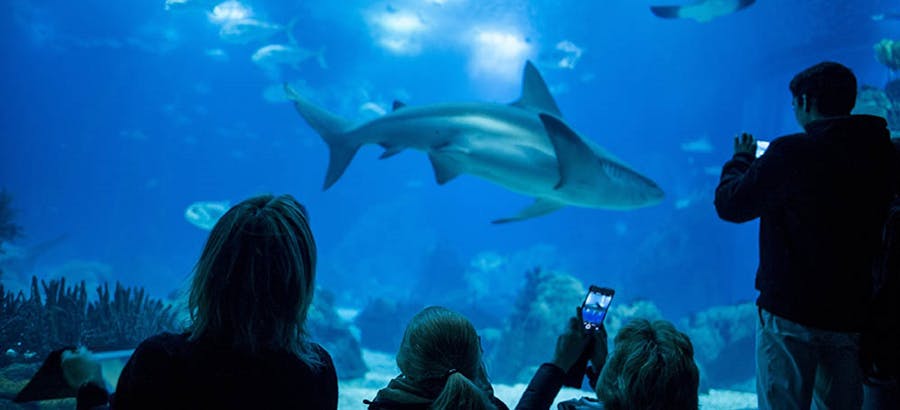 Visitors watching marine life inside the Lisbon Oceanarium