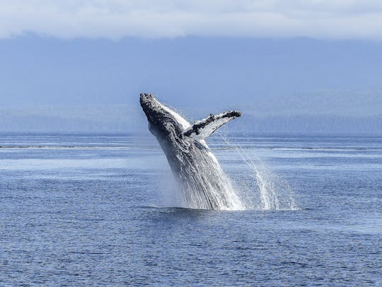 Whale route full day tour