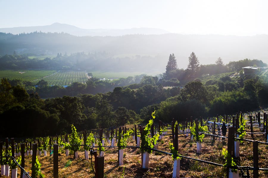 A Day in Wine Country: Napa and Sonoma Tour with Winery Visits and Tastings