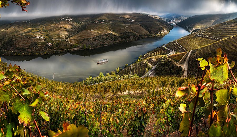 Douro vineyard tour