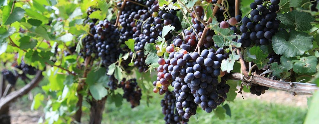 Prosecco wine road trip from Venice