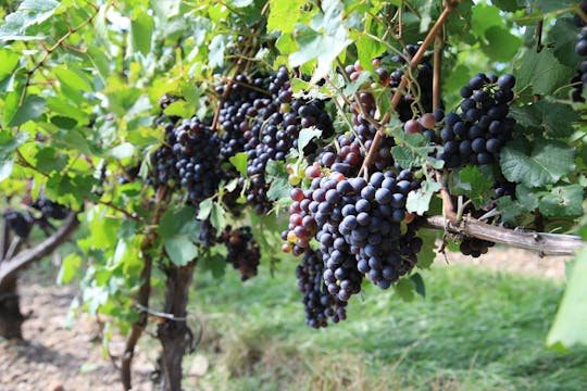 Ruta del vino Prosecco desde Venecia