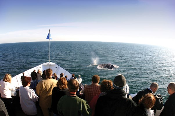 San Diego winter whale watching excursion