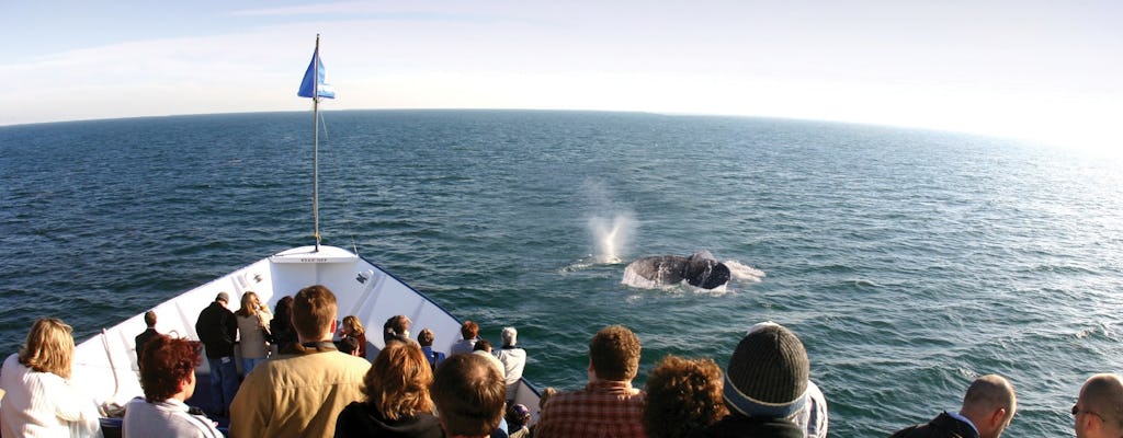 San Diego winter whale watching excursion