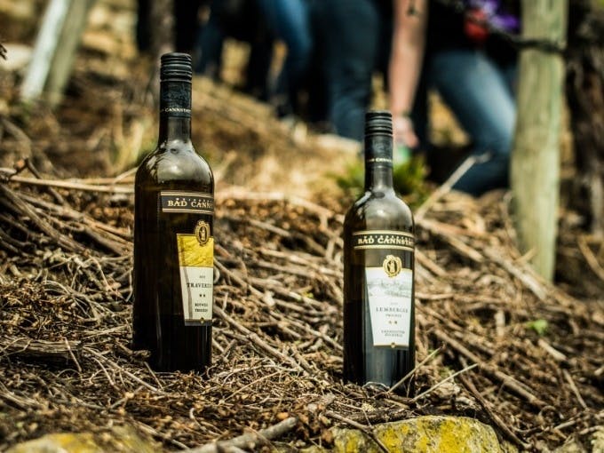 Promenade œnologique guidée avec dégustation de vin près de Stuttgart