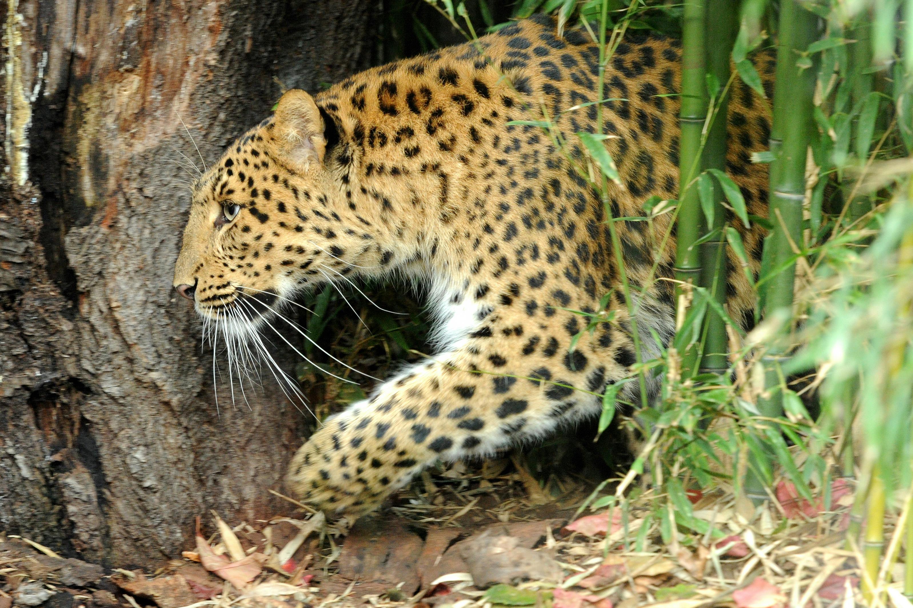 Tickets ohne Anstehen für die Ménagerie, den Zoo des Jardin des Plantes