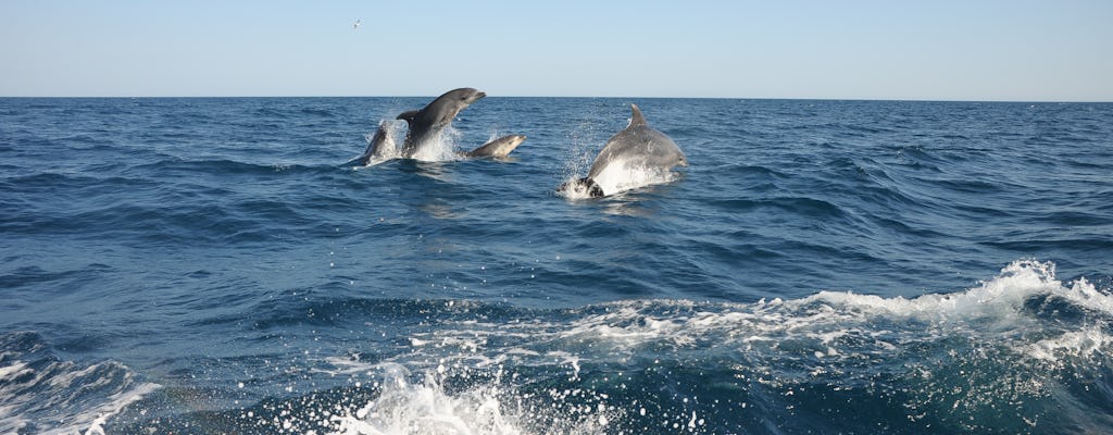 Delfiny na wolności – z Lagos