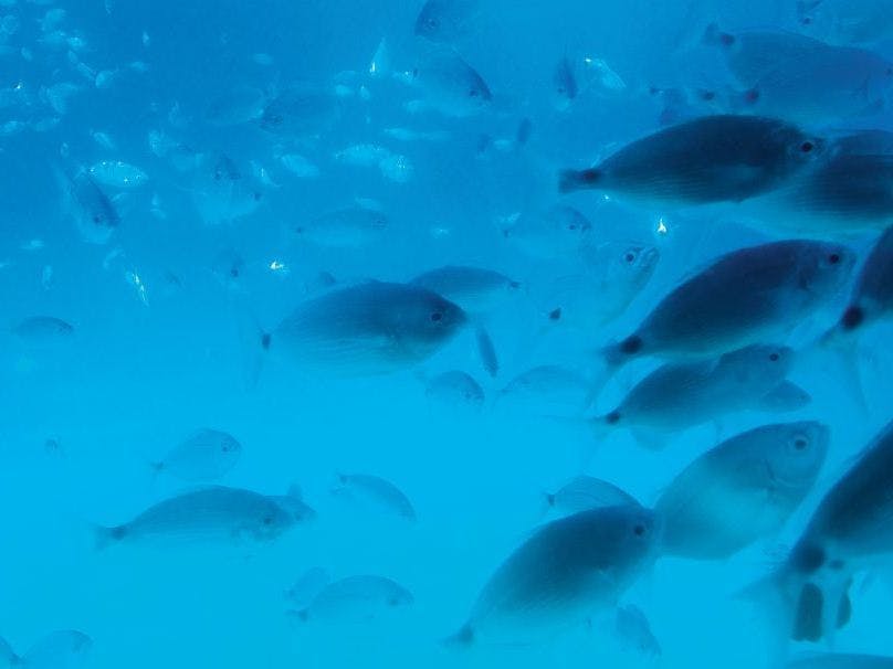 Snuba on Palm Pleasure Catamaran