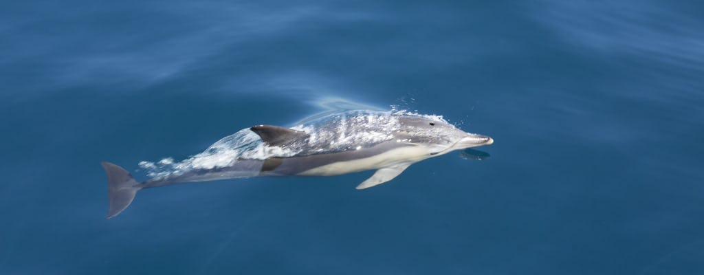 Delfinbeobachtung in Tarifa