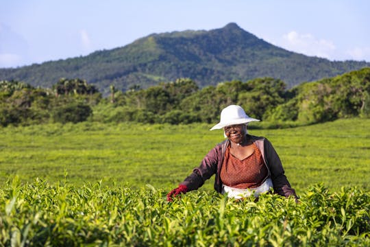 Mauritian Tea Picking Tour