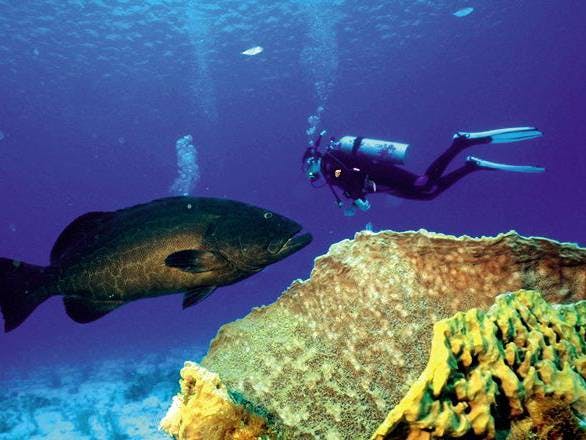 Duiken - zonder transfer (alleen Coralejo)