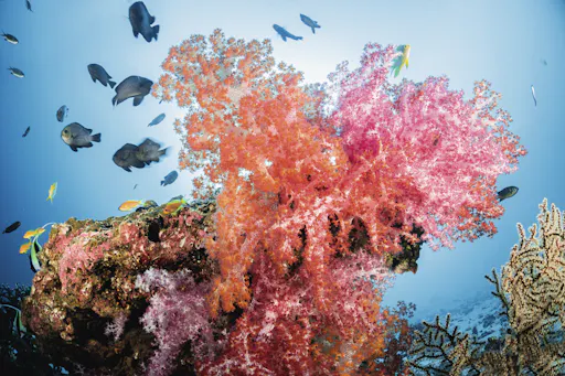 Snorkeling w atolu Mnemba