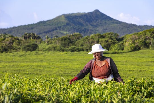 Wycieczka ze Zbieraniem Herbaty na Mauritiusie