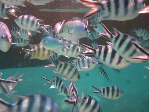 Rejs do Zatoki Menai i na wyspę Kwale