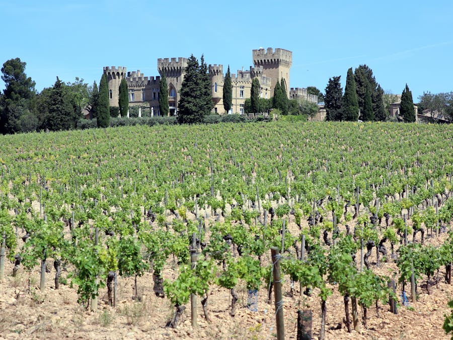 Chateauneuf du Pape Vineyard Wine Tour